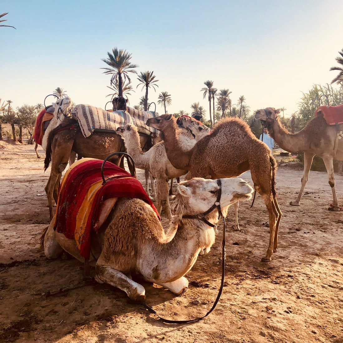 Marrakesch – Seidentuniken, Tiger Prints und Cashmere zwischen Medina und Wüste