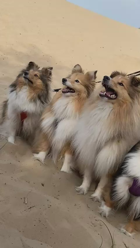 TIGER & JUNGLE SILK TUNIC - CYNE